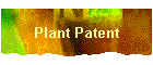 Plant Patent